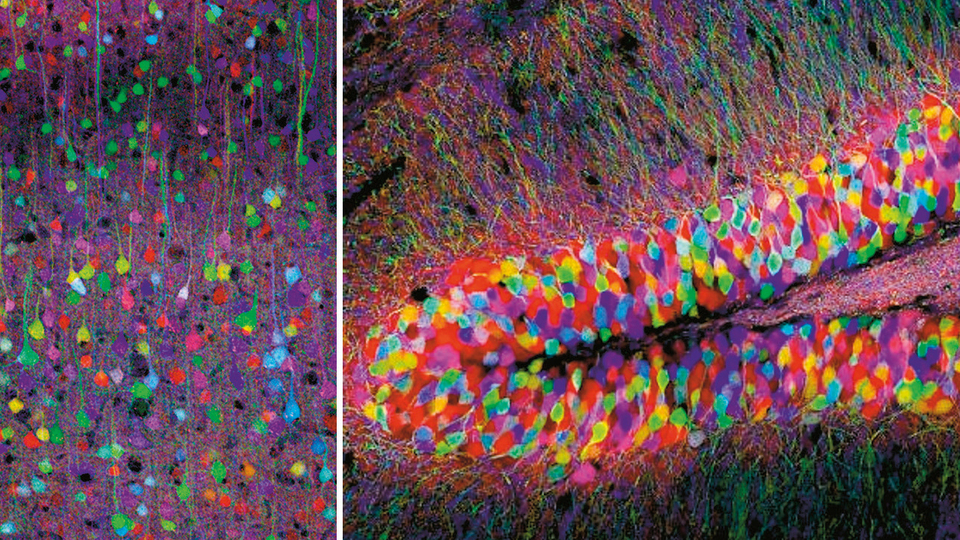 Işık saçan moleküler etiketler