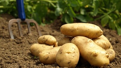 Fiyatı tavan yapmıştı! Fakıbaba'dan açıklama geldi