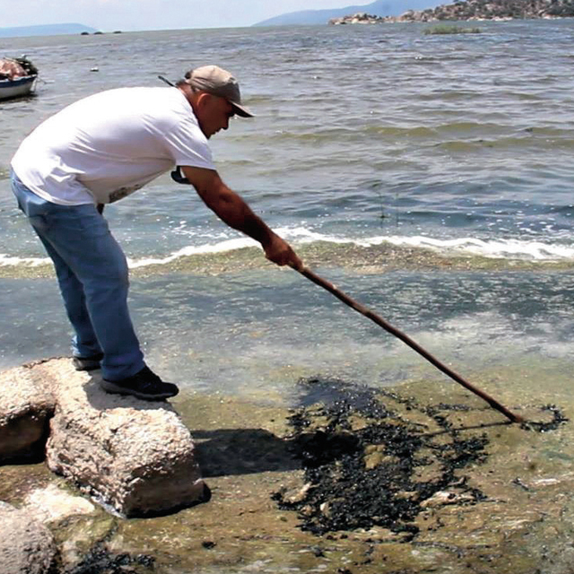 Bafa Gölü yeşile boyandı