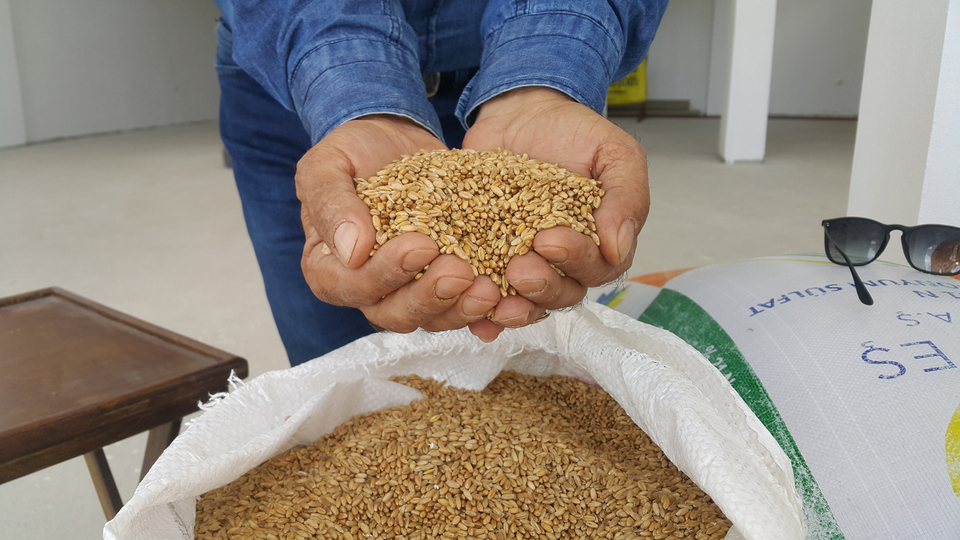 Bu buğdayın kilosu 5 lira