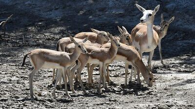 Doğal Yaşam genişliyor