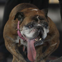 Dünyanın en çirkin köpeği ilan edildi