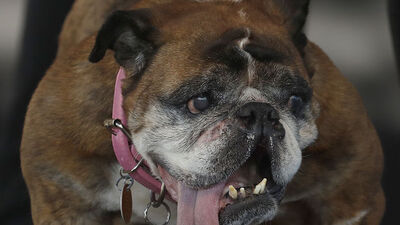 Dünyanın en çirkin köpeği ilan edildi