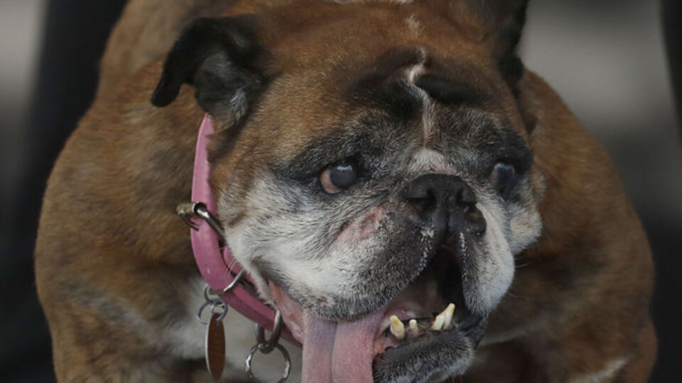 Dünyanın en çirkin köpeği ilan edildi