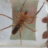 Kent ayağa kalktı! Et yiyor...