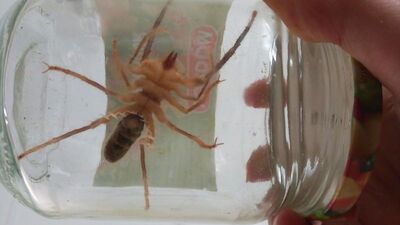 Kent ayağa kalktı! Et yiyor...