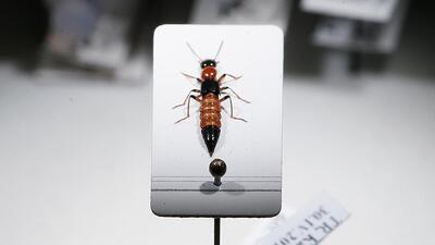 Kobra zehrinden 15 kat daha güçlü!