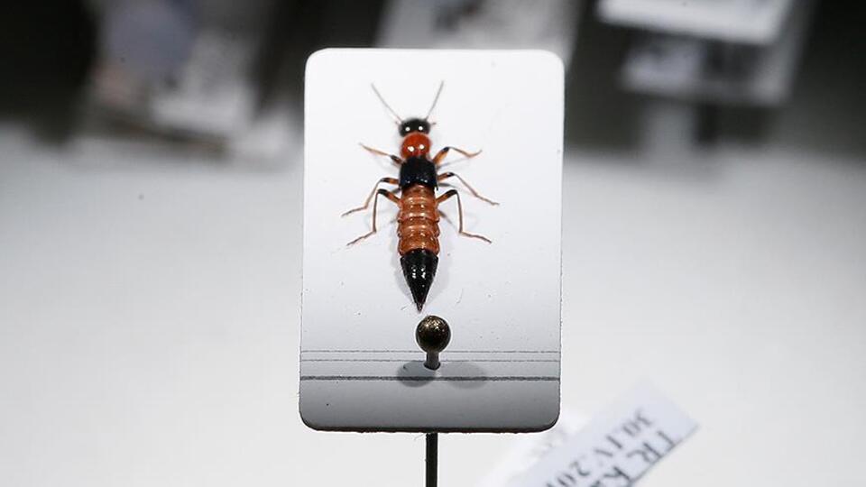 Kobra zehrinden 15 kat daha güçlü!