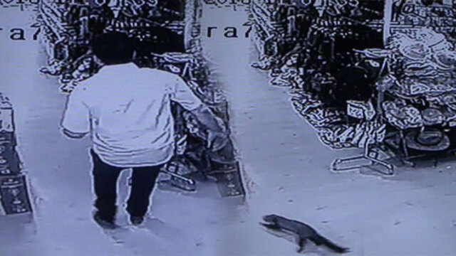 Önünden hızla geçti, korkutan çığlık çığlığa kaldı