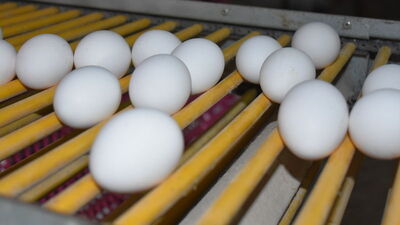 Yumurtalarda böcek ilacı tespit edilmişti! Rapor yayımlandı...