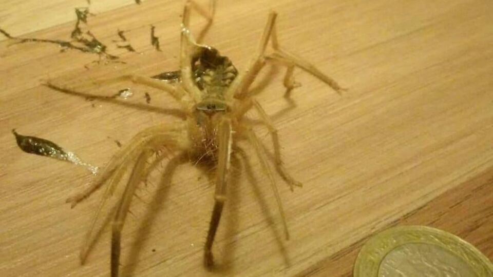 Akrep sanıp öldürdü, ne olduğunu öğrenince evden kaçtı!