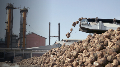 Şeker fabrikalarına sandıkta onay