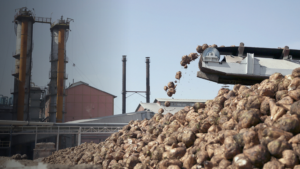 Şeker fabrikalarına sandıkta onay