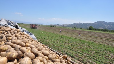 Suriye'den patates ithal edildi, fiyatlar düştü