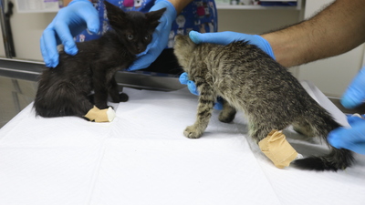 İki yavru kedi arka ayakları kesilerek ölüme terk edildi