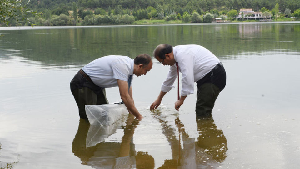 Uşak'ta 100 bin pullu sazan yavrusu göletlere bırakıldı