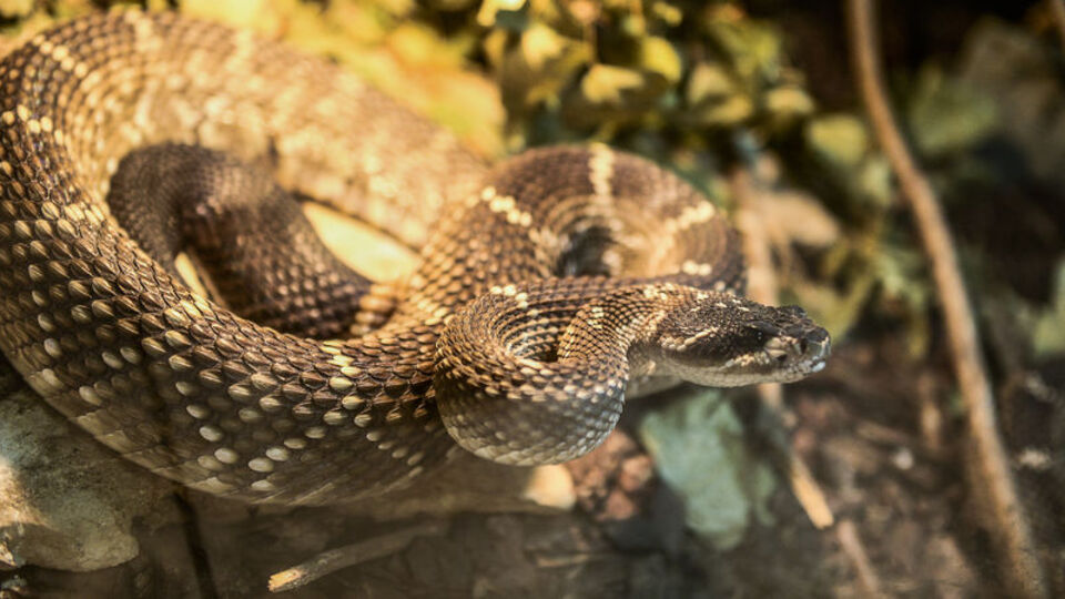 Çıngıraklı yılan ısırdı, fark etmedi!