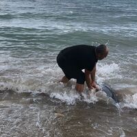 Hayvansever iş adamı yunusları hayata döndürdü