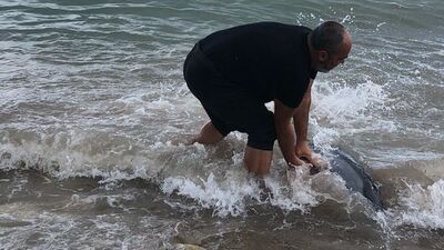 Hayvansever iş adamı yunusları hayata döndürdü