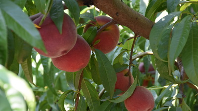 'Ağaçlardan düşen veya dökülenlerin bile alıcısı var'