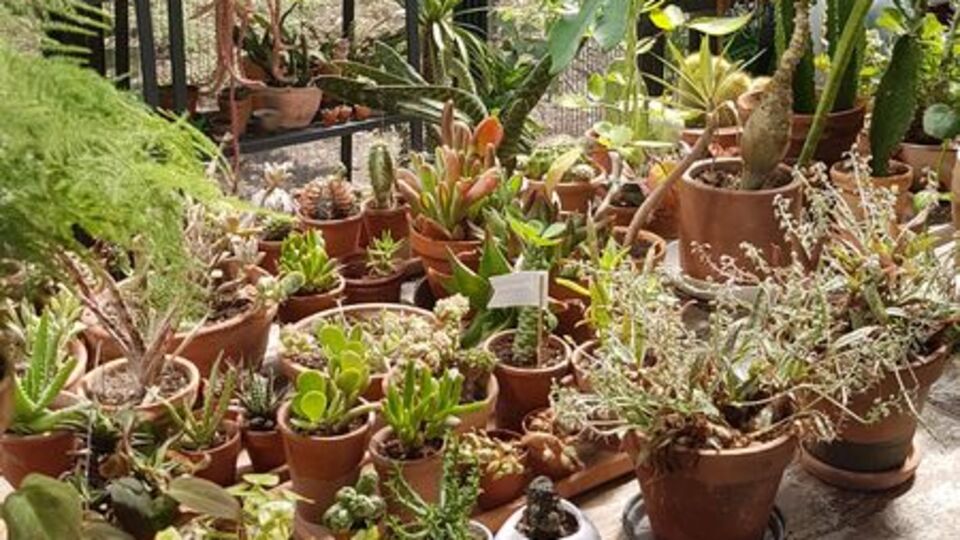 Fem Güçlütürk: Biz bitkisiz yaşayamayız ama onlar bizsiz yaşar