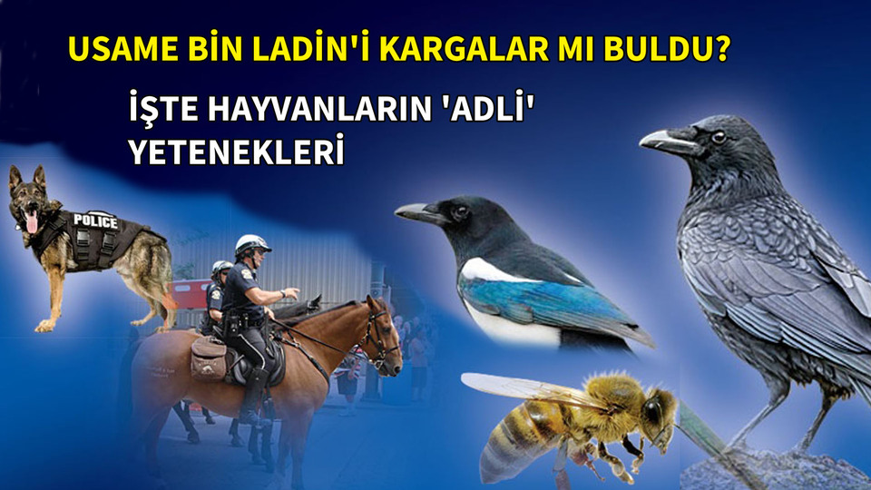 Adli olay çözümü hayvanlarla kolay