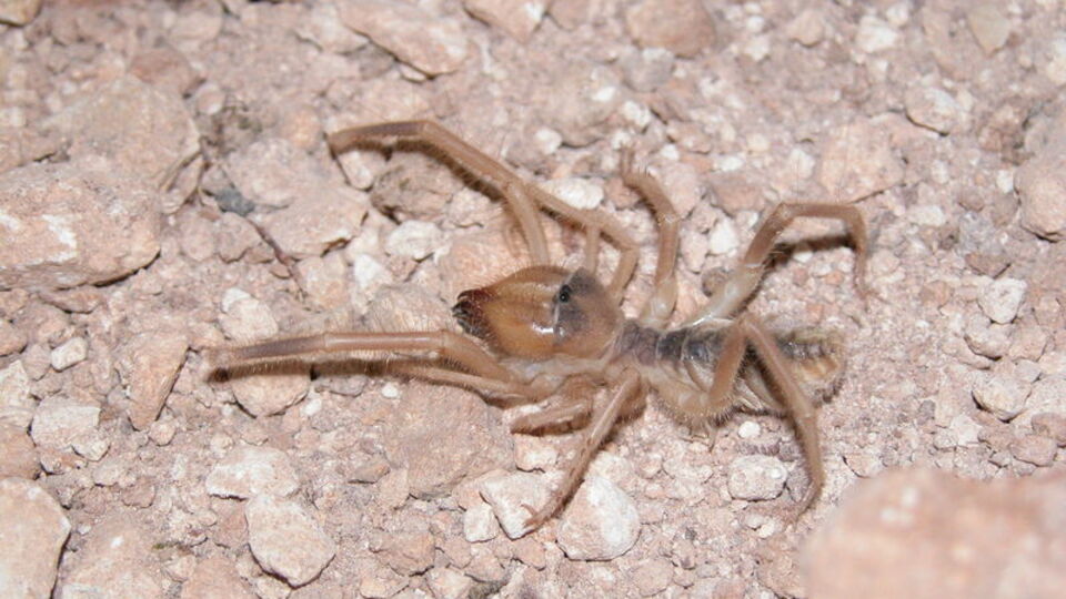 Korkuya yol açan 'Sarı kız' için açıklama geldi