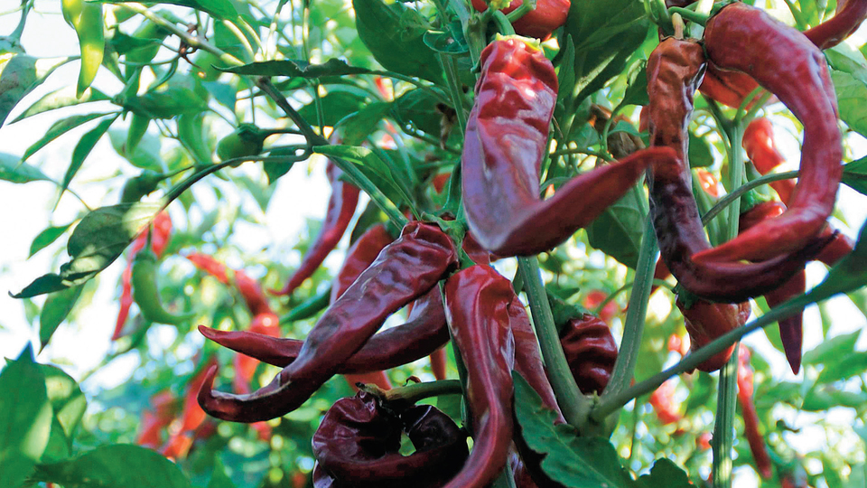 Maraş biberi dünya markası oluyor