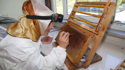 Arı sütü ev kadınlarının umudu oldu