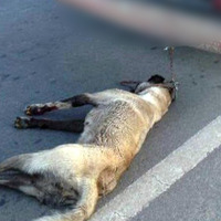 Köpeğe işkence etti! Gözaltına alındı