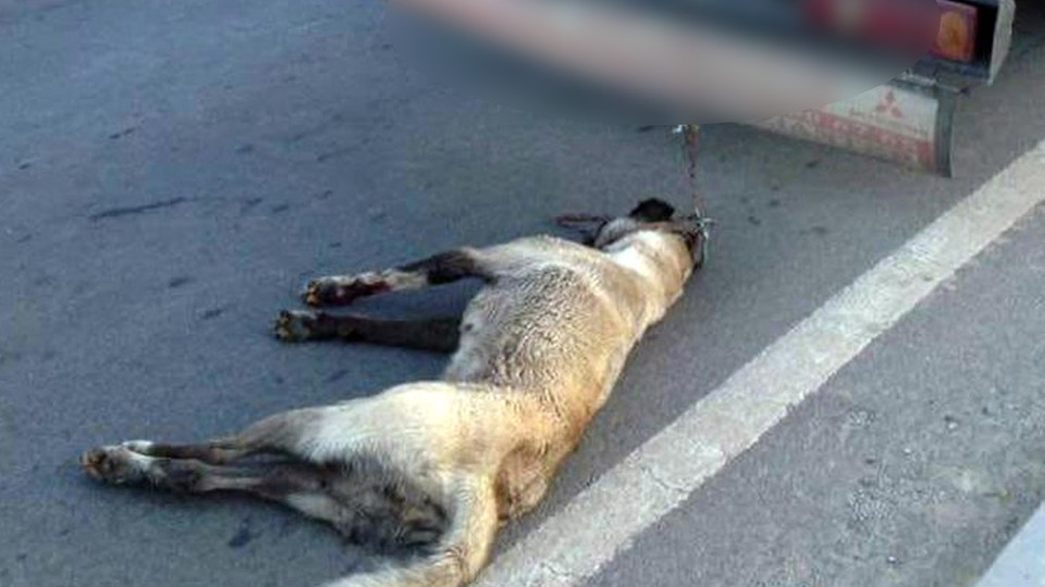 Köpeğe işkence etti! Gözaltına alındı