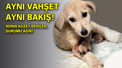 Aynı vahşet aynı bakış