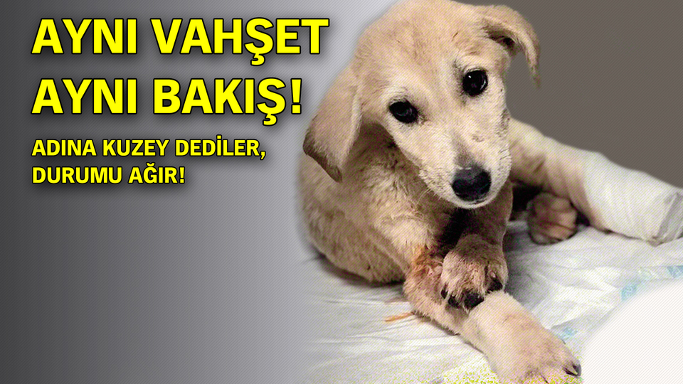 Aynı vahşet aynı bakış