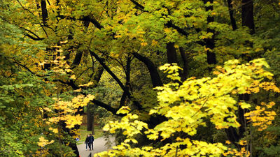 Ağaçlar o bitki aracılığıyla besinlerini paylaşabiliyor
