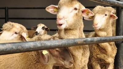 Kurban bayramı ne zaman?