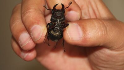 Japonlar 150 bin dolar veriyor! O şehirde görüldü