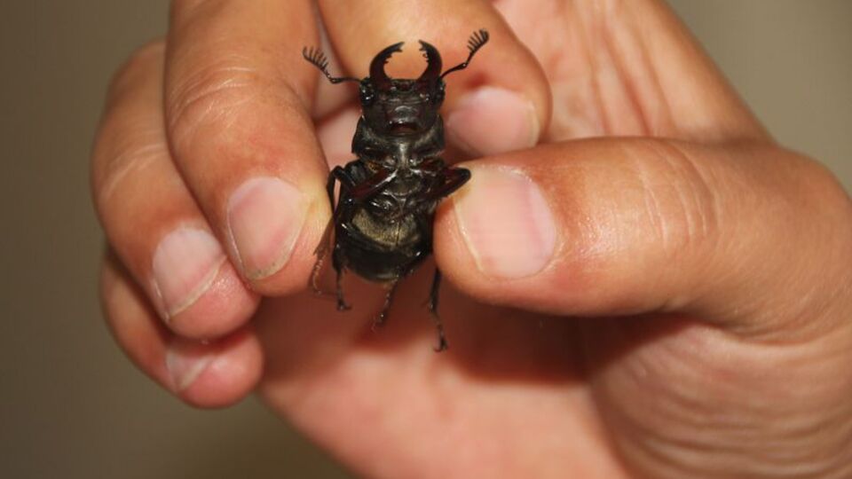 Japonlar 150 bin dolar veriyor! O şehirde görüldü