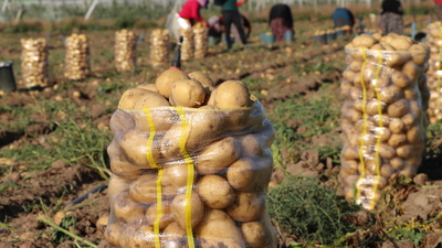 İşte birinci kalite patatesin tarla fiyatı
