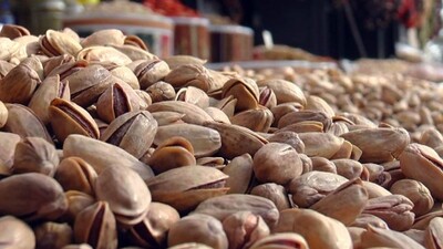 Gaziantep'te yılın ilk Antep fıstığı hasat edildi