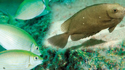 Denizlerimizde yeni balıkların istila tehdidi