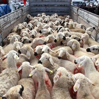 Kurbanlık fiyatları belli oldu! Yüzde 10'un üzerinde zam