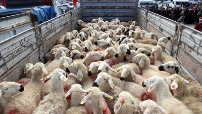 Kurbanlık fiyatları belli oldu! Yüzde 10'un üzerinde zam