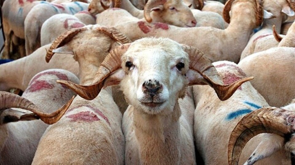 Kurban Bayramı ne zaman?