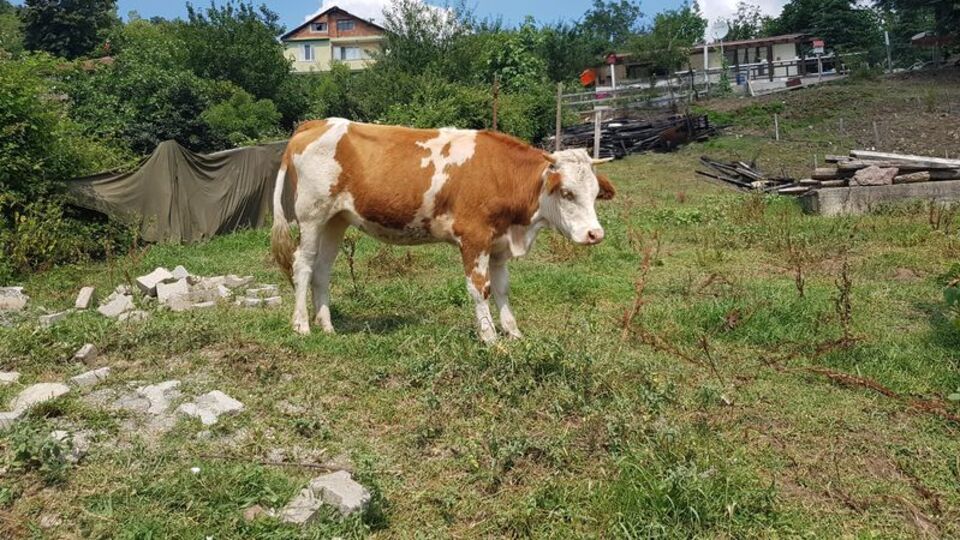 Kurban Bayramı öncesi şarbon paniği!