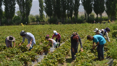 Bu ilçenin kaderini çilek değiştirdi