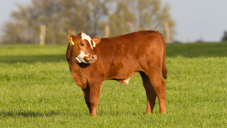 Şarbon nedir? Şarbon nasıl bir hastalıktır?