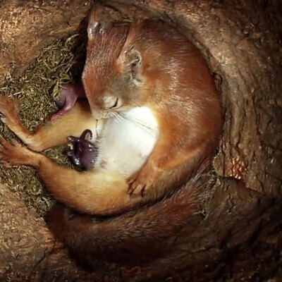 Hamsterın doğum anı anbean kayıtta!