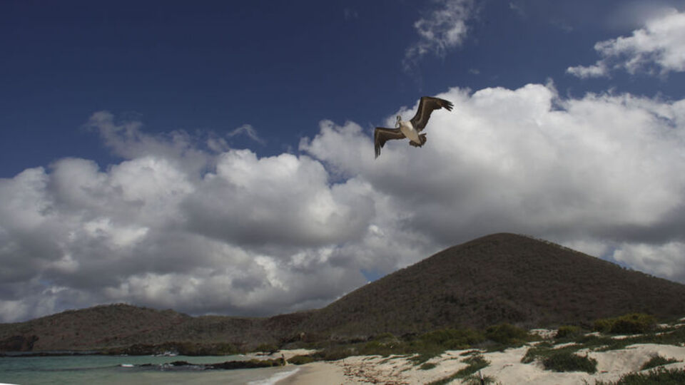 Albatros kuşu özellikleri nedir?
