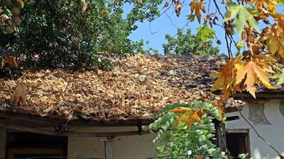 Antalya'da şaşırtan manzara! Aşırı sıcak bu hale getirdi