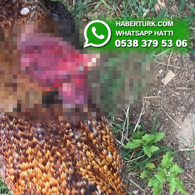 "Ötüyor" diye horuzu katletti!